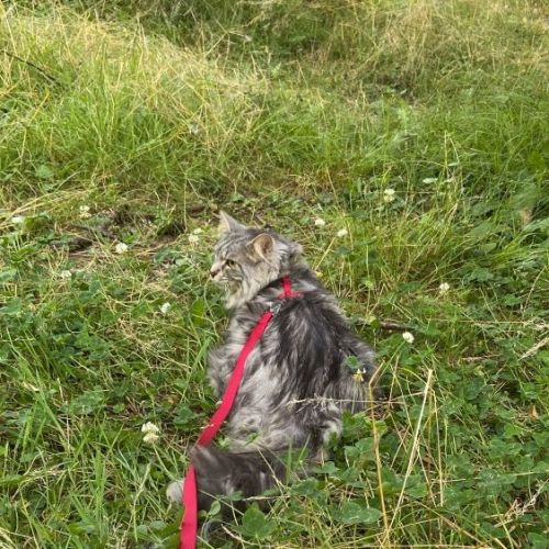 #FR2502159 - Henri, chat perdu à Gleizé - AnimalWeb France #FR2502159 - Henri, chat perdu à Gleizé - AnimalWeb France