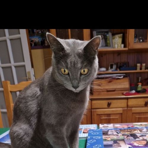 #FR2502161 - Tanker, chat perdu à Miramas  - AnimalWeb France #FR2502161 - Tanker, chat perdu à Miramas  - AnimalWeb France