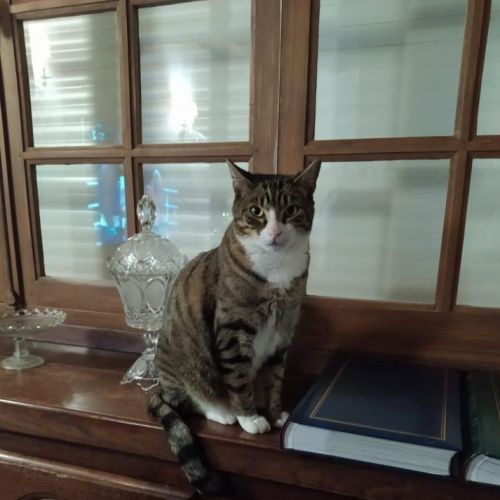 #FR2502162 - Sunny, chat perdu à Chein-Dessus - AnimalWeb France