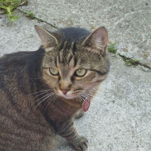 #FR2502163 - Séoul, chat perdu à Villeneuve-d'Ascq - AnimalWeb France