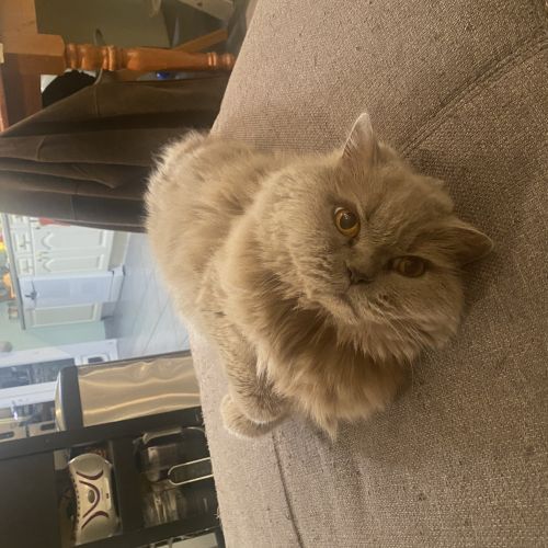 Chat perdu Chat perdu