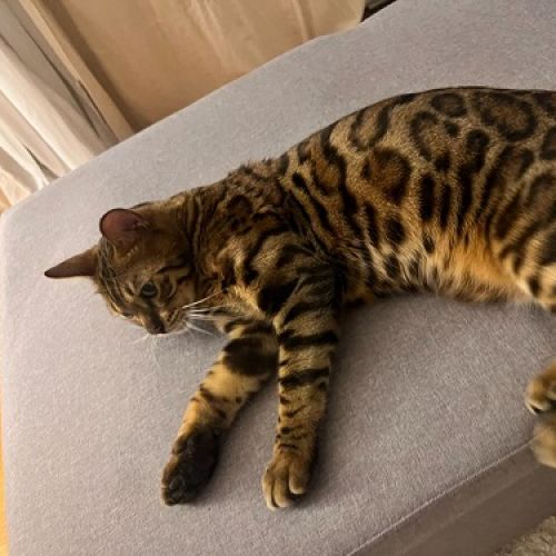 #FR2502165 - César, chat perdu à Paris - AnimalWeb France