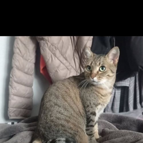 #FR2502166 - Nala, chat perdu à Sampzon - AnimalWeb France