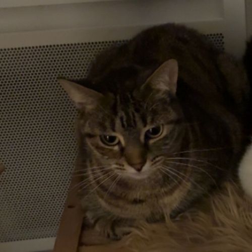 Chat perdu Chat perdu