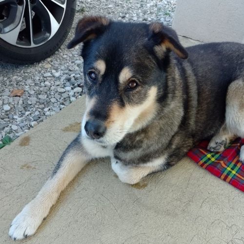 ##FR2502173 - Chien trouvé à Chatuzange-le-Goubet - AnimalWeb France