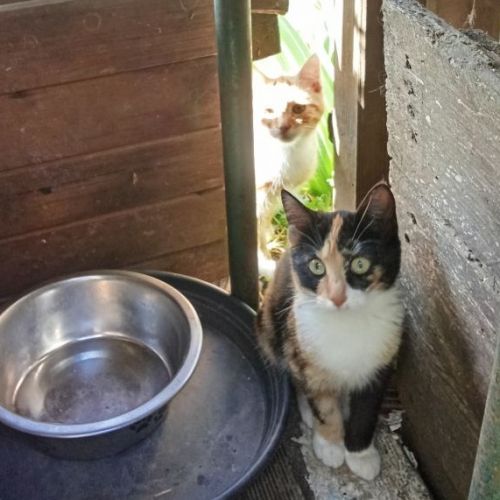 #FR2502174 - Chatoune Sdf, chat perdu à Les Sables-d'Olonne - AnimalWe