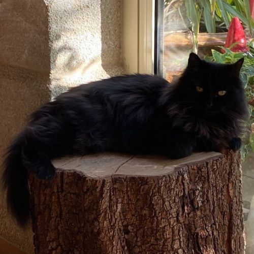 #FR2502177 - Joujoune, chat perdu à Aigaliers - AnimalWeb France #FR2502177 - Joujoune, chat perdu à Aigaliers - AnimalWeb France