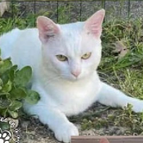 #FR2502179 - Coco, chat perdu à Reichshoffen - AnimalWeb France