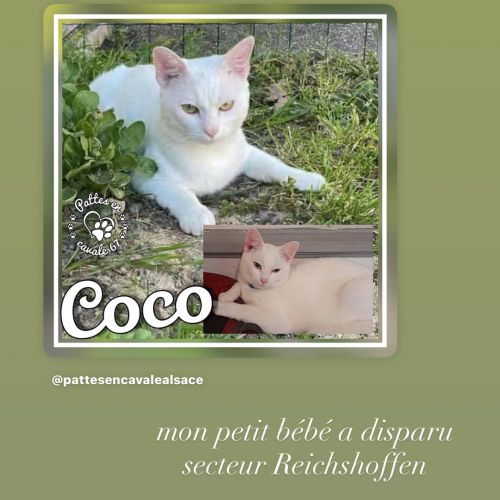 #FR2502179 - Coco, chat perdu à Reichshoffen - AnimalWeb France