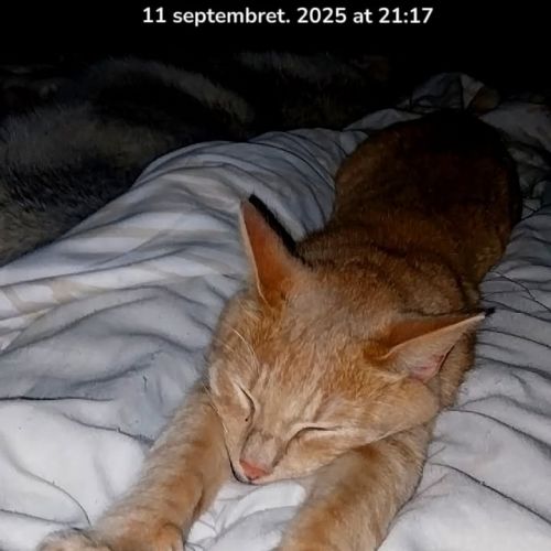 #FR2502180 - Garfield, chat perdu à Hazebrouck - AnimalWeb France