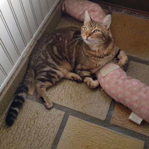 Chat perdu Chat perdu