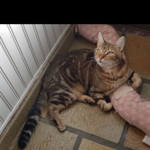 #FR2502181 - Marley, chat perdu à Fontenay-Saint-Père - AnimalWeb Fran