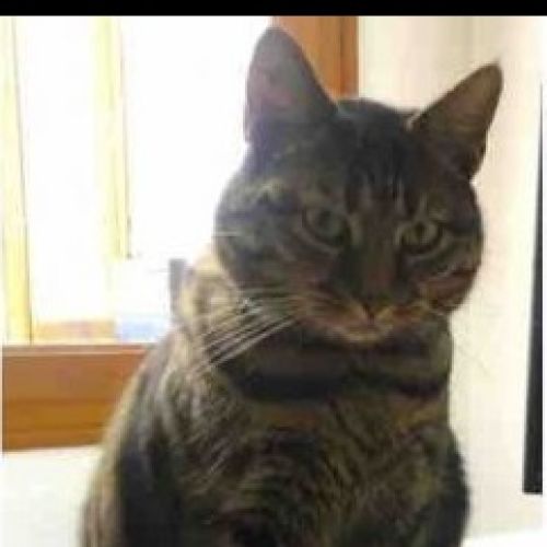 #FR2502183 - Pichi, chat perdu à Saint-Hippolyte - AnimalWeb France