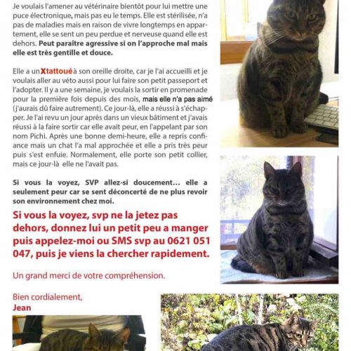 #FR2502183 - Pichi, chat perdu à Saint-Hippolyte - AnimalWeb France