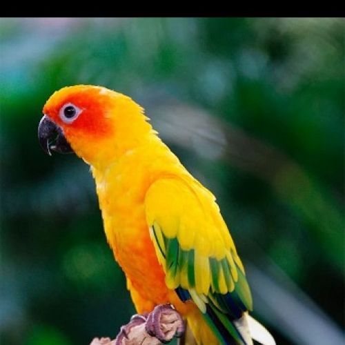 #FR2502184 - Ava, oiseau perdu à Saint-Maixent-l'École - AnimalWeb Fra