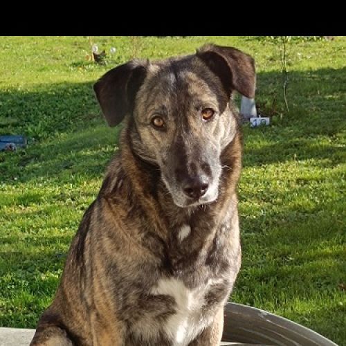 #FR2502185 - Gaïa, chien perdu à Mainxe - AnimalWeb France