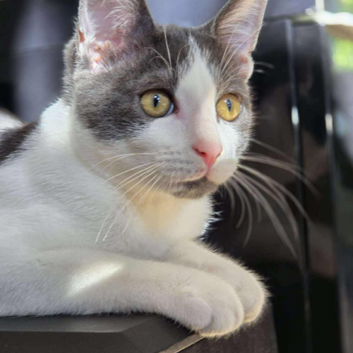 #FR2502186 - Alvin, chat à adopter - AnimalWeb France