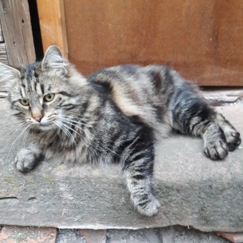 #FR2502187 - Chat trouvé à Sainte-Marie-aux-Mines - AnimalWeb France