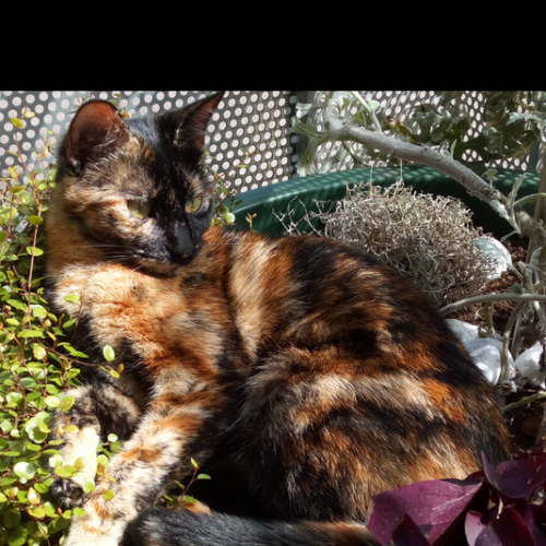 #FR2502188 - Saga, chat perdu à Malemort - AnimalWeb France