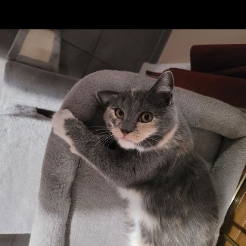 #FR2502189 - Amaya, chat perdu à Dijon - AnimalWeb France