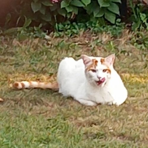 #FR2502193 - Pattenrond, chat perdu à Vaulx-Milieu - AnimalWeb France #FR2502193 - Pattenrond, chat perdu à Vaulx-Milieu - AnimalWeb France