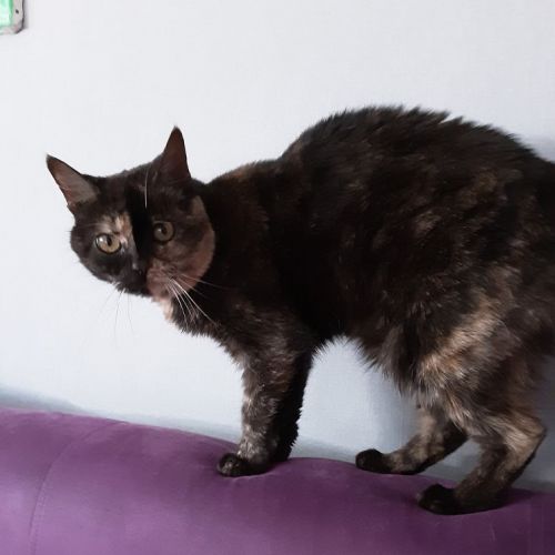 #FR2502194 - Nala, chat perdu à Niort - AnimalWeb France