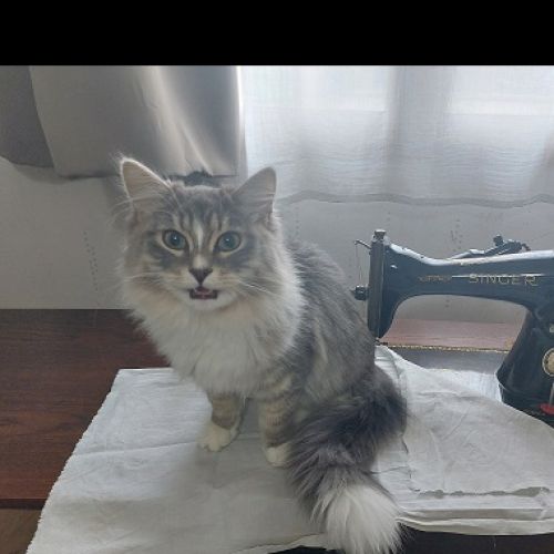 #FR2502196 - Haku, chat perdu à Vert-le-Grand - AnimalWeb France #FR2502196 - Haku, chat perdu à Vert-le-Grand - AnimalWeb France