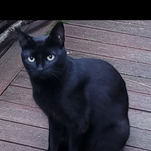 #FR2502199 - Prof, chat perdu à Frontigny - AnimalWeb France #FR2502199 - Prof, chat perdu à Frontigny - AnimalWeb France