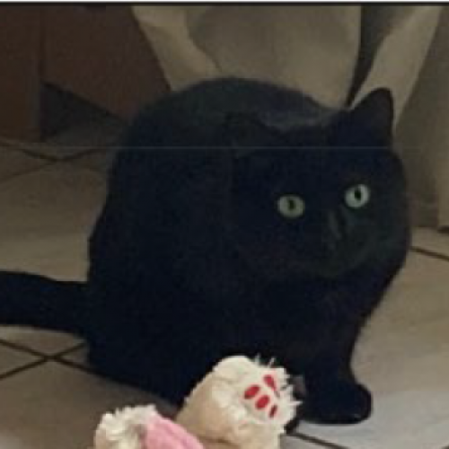 #FR2502200 - Nina, chat perdu à Sylvains-Lès-Moulins - AnimalWeb Franc