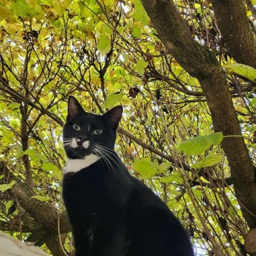 #FR2502201 - Pepper, chat perdu à Chassieu - AnimalWeb France