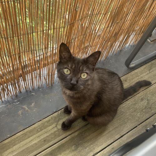 Chat perdu BALOO à noyal chatillon le 09/12 Chat perdu BALOO à noyal chatillon le 09/12