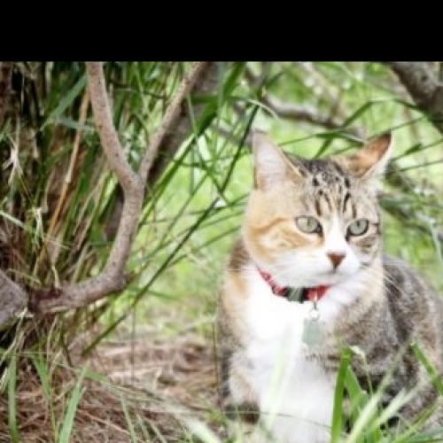 #FR2502203 - Titine, chat perdu à Caromb - AnimalWeb France #FR2502203 - Titine, chat perdu à Caromb - AnimalWeb France