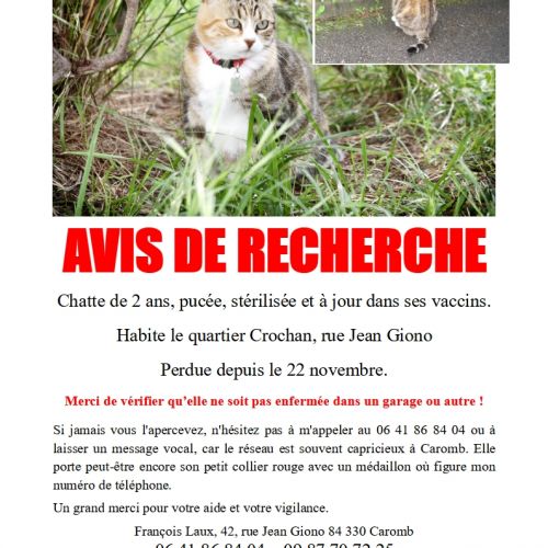 #FR2502203 - Chat perdu #FR2502203 - Chat perdu