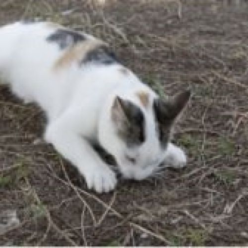 #FR2502203 - Titine, chat perdu à Caromb - AnimalWeb France #FR2502203 - Titine, chat perdu à Caromb - AnimalWeb France
