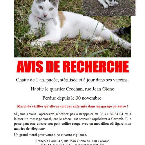 Chatte perdue sur Caromb Chatte perdue sur Caromb