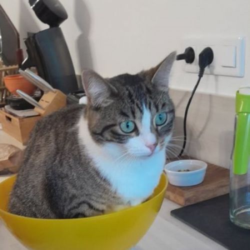 #FR2502205 - Saphir, chat perdu à Lugon-et-l'Île-du-Carnay - AnimalWeb #FR2502205 - Saphir, chat perdu à Lugon-et-l'Île-du-Carnay - AnimalWeb