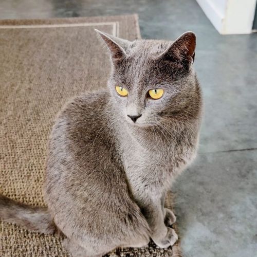 #FR2502206 - Prunelle, chat perdu à Voulx - AnimalWeb France #FR2502206 - Prunelle, chat perdu à Voulx - AnimalWeb France