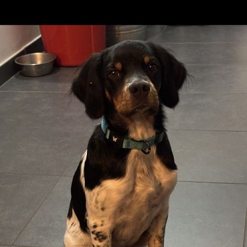 #FR2502207 - Atos, chien perdu à Le Gua - AnimalWeb France #FR2502207 - Atos, chien perdu à Le Gua - AnimalWeb France