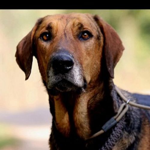 #FR2502210 - Thor, chien à adopter à Douville - AnimalWeb France