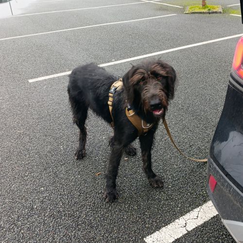 Trouver chien errant route de la forêt à proximité du rond des loups à canteleu. Type griffon