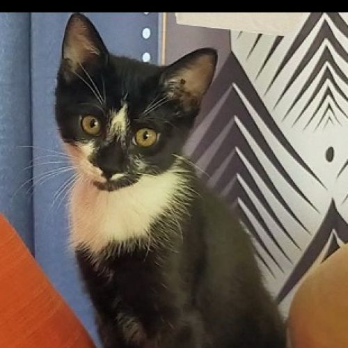 #FR2502212  - Aloha, chat perdu à Avord - AnimalWeb France