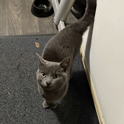 Trouvé chat mâle non castré