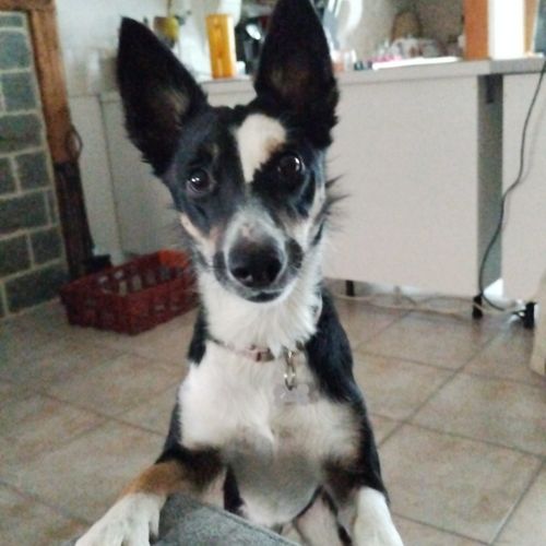 #FR2502215 - Xena, chien perdu à Saint-Amour - AnimalWeb France