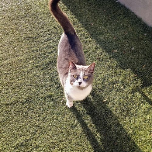 #FR2502217 - Chat trouvé à Billy-Montigny - AnimalWeb France