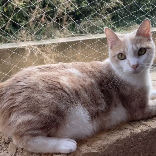 Chatte rousse/blanche disparue Chatte rousse/blanche disparue