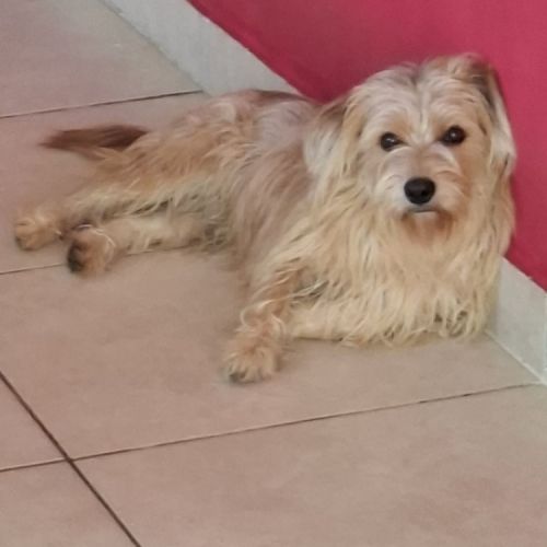 Chienne perdue Kooki Chienne perdue Kooki