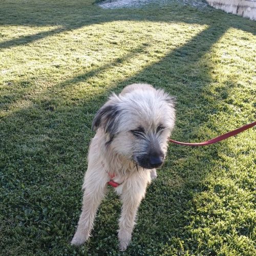 #FR2602220 - Chien trouvé à La Ferrière - AnimalWeb France