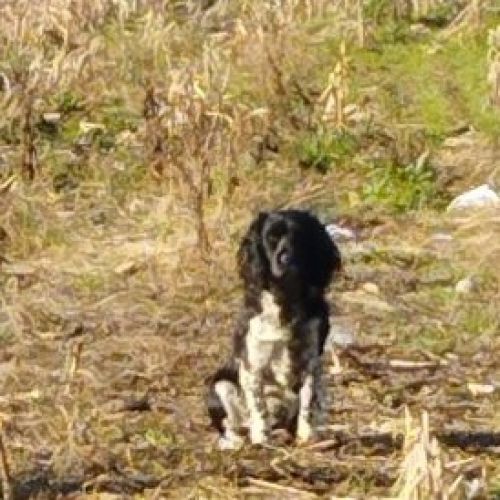 #FR2602221 - Chien aperçu à Bretenoux - AnimalWeb France