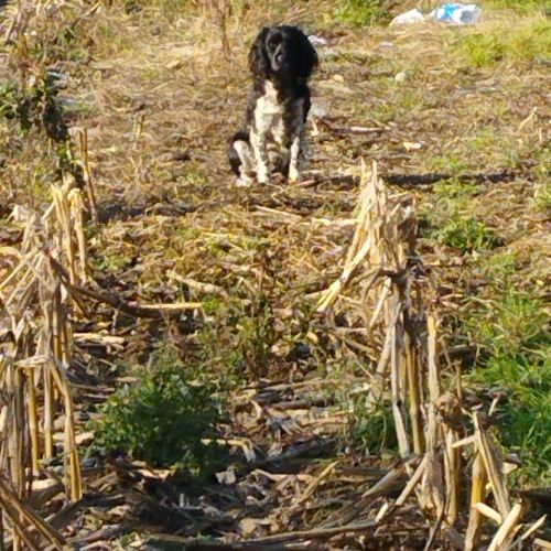 Chien springer anglais spaniel