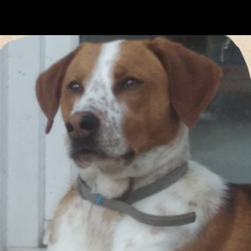 #FR2602222 - Junior, chien perdu à Béthemont-la-Forêt - AnimalWeb Fran